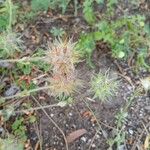 Trifolium stellatum果実