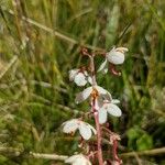 Pyrola rotundifolia Çiçek