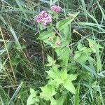 Eupatorium cannabinumLeaf