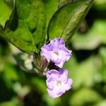 Duranta erecta Flor