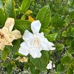 Gardenia jasminoidesBlomst