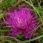 Cirsium acaule Virág