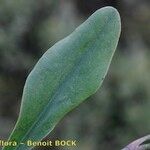 Limonium humile Leaf