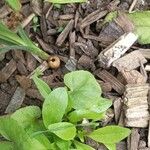 Centella asiaticaÇiçek