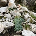 Saxifraga caesia Libunga