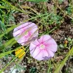 Convolvulus althaeoidesFlower