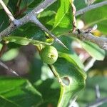 Flacourtia indica Fruit