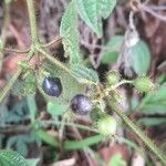 Miconia crenata Fruit