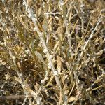 Grayia spinosa Fruto