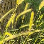 Hordeum pusillum برگ