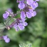 Nepeta × faassenii Floare