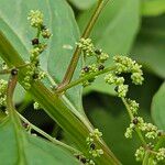 Lipandra polysperma പുറംതൊലി