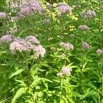 Eupatorium cannabinum Flower