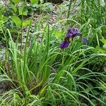 Iris chrysographes Hábito