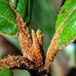 Rhododendron beanianum Leaf