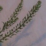 Lepidium densiflorum Плод