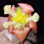 Allanblackia gabonensis Flower