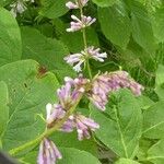 Syringa josikaea Flower