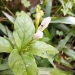 Spigelia humboldtianaFloro