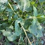 Viguiera dentata Leaf