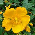 Hypericum × hidcoteenseFleur