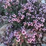 Thymus munbyanus Blüte