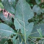 Senecio ovatusDeilen