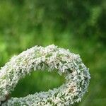 Phleum pratense Blomma