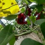 Tinospora crispa Fruit