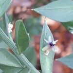 Ruscus aculeatus 花