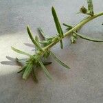 Dittrichia graveolens 葉
