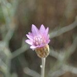 Xeranthemum cylindraceum Flower