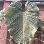 Philodendron ornatum Leaf