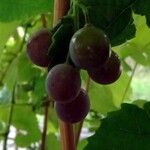 Vitis labrusca Fruit