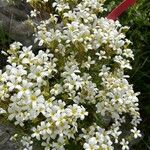 Saxifraga trifurcata Flower