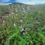 Cleome monophylla Habit