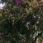 Bougainvillea glabraFlor