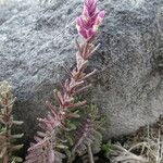 Neobartsia laniflora 整株植物