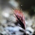 Bromus rubens Fruit