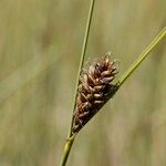 Carex lasiocarpa Froito