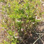 Vaccinium myrsinites Habit