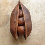 Castanospermum australe Frucht