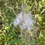 Epilobium angustifoliumCvet