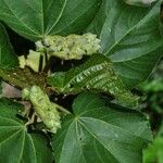 Dombeya acutangula Leaf
