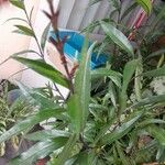 Justicia gendarussa Лист