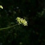Dichoropetalum carvifolia Цвят