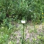 Leucanthemum maximum Flor