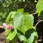 Dombeya burgessiae Лист