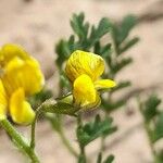 Adesmia muricata Flower