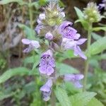 Stachys palustrisFloare